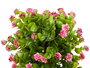 Ibergarden Maceta con Flores Surtidas, Plastico y Piedra, Colores Aleatorios (Amarillo, Verde, Lila, Rosa), Dimensiones 30x50x30 cm (Set de 6)