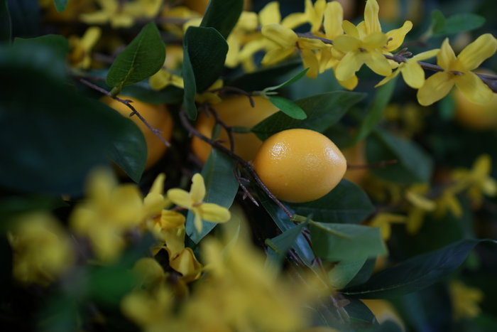 Oplante Vara Decorativa de Limonero Artificial, Rama de Flores con 5 Limones Amarillos, 120 cm de Largo, Material Plástico
