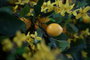 Oplante Vara Decorativa de Limonero Artificial, Rama de Flores con 5 Limones Amarillos, 120 cm de Largo, Material Plástico
