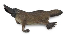 Collecta Ornitorrinco M 88795 Animales Salvajes Réplica Detallada Pintada a Mano