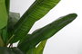 DKD Home Decor Planta Eva PP Platanero Verde y Negro 130x130x200 cm
