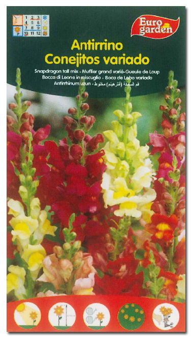 Semillas de flores antirrinos conejitos variados Semillas de flores antirrinos conejitos variados
