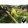 Ryobi Podadora de Árboles 750W - 25 cm con Extensión