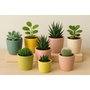 DKD Home Decor Maceta Dolomite Zigzag Surtido de 6 Unidades