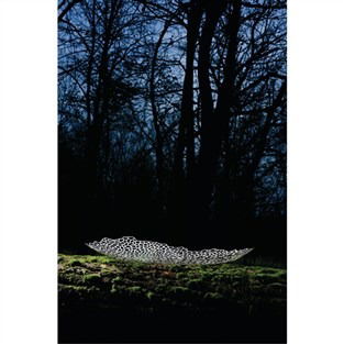 Alessi GV32 Centro de Mesa Acero Inoxidable 18/10 Guido Venturini