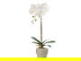 IBERGARDEN Orquidea Maceta Cemento Blanca 1 Vara 18x43x18cm (Set de 8)