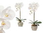 IBERGARDEN Orquidea Maceta Cemento Blanca 1 Vara 18x43x18cm (Set de 8)