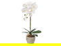 IBERGARDEN Orquidea Maceta Cemento Blanca 1 Vara 18x43x18cm (Set de 8)