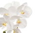 IBERGARDEN Orquidea Maceta Cemento Blanca 1 Vara 18x43x18cm (Set de 8)
