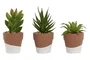 DKD Home Decor Maceta de Cemento y PE Surtida 5,5x5,5x13 cm
