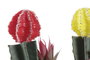 DKD Home Decor Plantas de PE EVA Surtidas (Pack de 6)