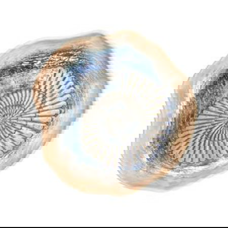 Summa Plato Llano Caracol 24 cm Gres Azul - Vajilla Mar Azul (Set de 6)