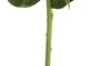 DKD Home Decor Flor Blanco 12 Unidades 15 x 66 x 15 cm