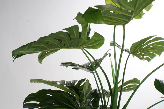 DKD Home Decor Planta Costilla de Adán Verde Negro 90 x 200 x 90 cm DKD Home Decor Planta Costilla de Adán Verde Negro 90 x 200 x 90 cm