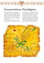 Moztros Producciones S.L. EL LIBRO DEL DRAGON, CIRUELO - 2A EDICION