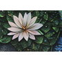 DKD Home Decor Cuadro de Cristal Templado Fotoimpreso Multicolor 150x100 cm