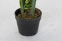 DKD Home Decor Planta Verde 40 x 40 x 120 cm
