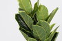 DKD Home Decor Planta Verde 40 x 40 x 120 cm