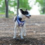 Cerdá Arnés Para Perros S Real Madrid BLUE