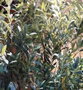 DKD Home Decor Árbol de Olivo Verde 80x80x220 cm