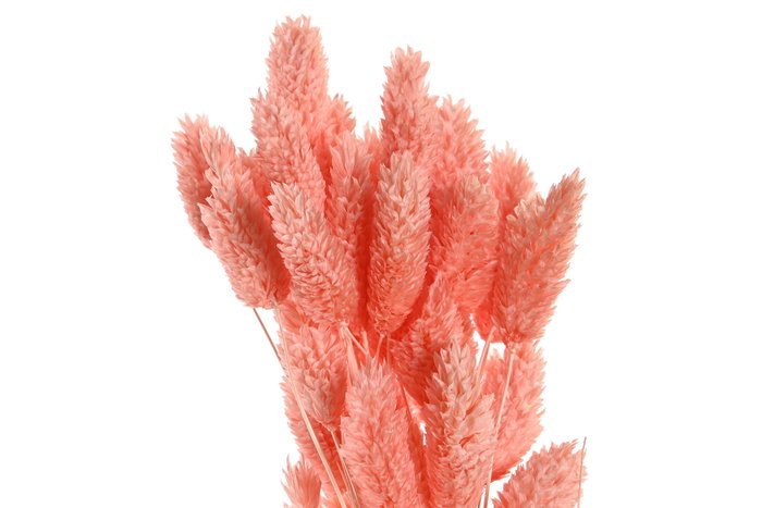 DKD Home Decor Ramo de Flores Secas Surtido Beige y Rosa Palo