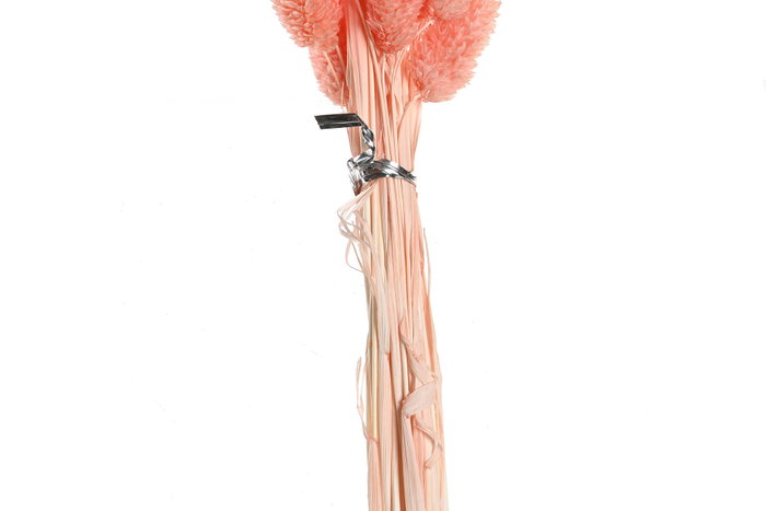 DKD Home Decor Ramo de Flores Secas Surtido Beige y Rosa Palo