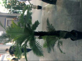 DKD Home Decor Palmera Eva PP Verde 80x90x137