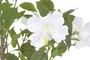 DKD Home Decor Planta Artificial Hibisco Verde Blanco 60x60x160 cm 2 Unidades