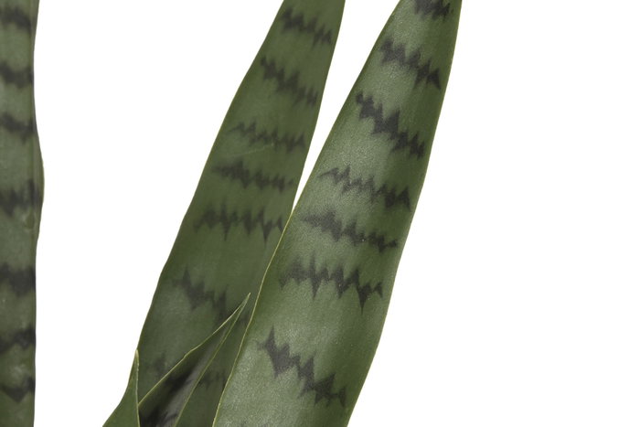 DKD Home Decor Planta Sansevieria Verde 40x40x150 cm DKD Home Decor Planta Sansevieria Verde 40x40x150 cm