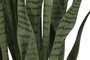 DKD Home Decor Planta Sansevieria Verde 40x40x150 cm
