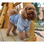 Nayeco Sudadera Con Capucha Y Borreguito Lithos Gris Azul Perro Talla 60 cm