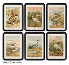DKD Home Decor Set de 6 Cuadros de Cristal y MDF con Diseño de Pájaros, 40x1,8x50 cm