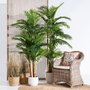 Planta Areca Palmera Verde 100 X 130 X 210 cm