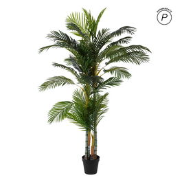 Planta Areca Palmera Verde 100 X 130 X 210 cm