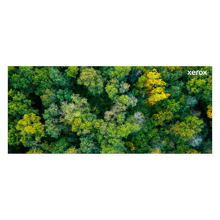 Xerox Cartucho de Tóner Cian 006R04820 para C320/C325