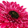 Flor Gerbera Fucsia Artificial 60 X 60 X 150 cm