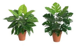DKD Home Decor Planta PE Verde Surtida 20x20x45 cm