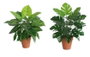 DKD Home Decor Planta PE Verde Surtida 20x20x45 cm