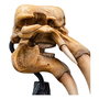 El Señor de los Anillos Estatua Skull of a Mumak 15 cm