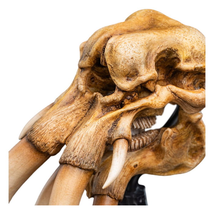 El Señor de los Anillos Estatua Skull of a Mumak 15 cm El Señor de los Anillos Estatua Skull of a Mumak 15 cm