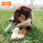 Mordedor de perro Nylabone SENSORY TACTILE STICK Verde Manteca de cacahuete Bacon S