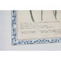 DKD Home Decor Set de 4 Cuadros Botánicos de Cristal y MDF (40x2,5x50 cm)