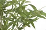 DKD Home Decor Árbol de Bambú Verde de Poliéster y Cemento 50x50x156 cm
