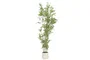 DKD Home Decor Árbol de Bambú Verde de Poliéster y Cemento 50x50x156 cm