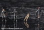 Metal Gear Solid V Maqueta Plastic Model Kit 1/100 Metal Gear Sahelanthropus Black Ver. 36 cm