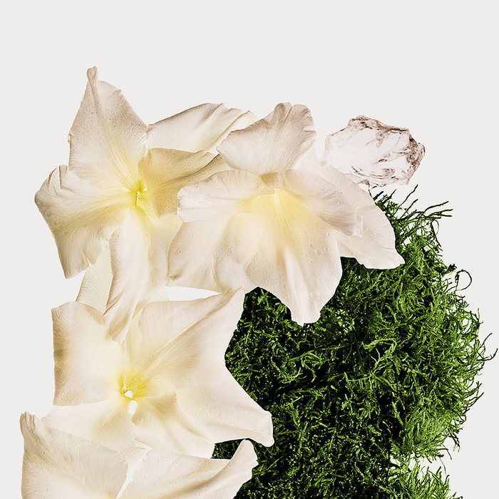 Calvin Klein CK Cotton Musk Body Mist 236 ml Fragancia Unisex