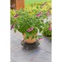 Nature Soporte para Macetas con Ruedas NAT8711338702444 WPC 8.6 x 38 cm Antracita 4 Ruedas