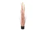 DKD Home Decor Planta de Junco Coral y Negro 35x35x115 cm