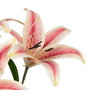 Flor Lirio Rosa Goma Decoración 58 cm (Set de 6)