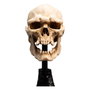 El Señor de los Anillos Estatua Skull of a Mordor Orc 14 cm